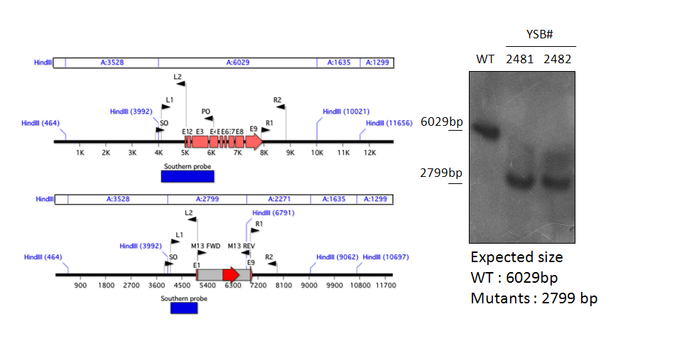 Gene disruption strategy for CNAG_06818T1