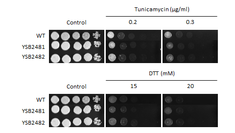 ER stress phenotype for CNAG_06818T1