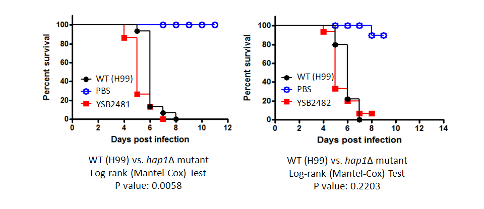Galleria mellonella virulence data for CNAG_06818T1