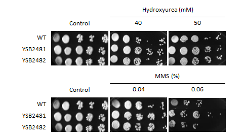 Genotoxic stress phenotype for CNAG_06818T1