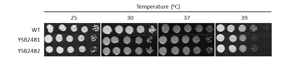 Growth phenotype for CNAG_06818T1