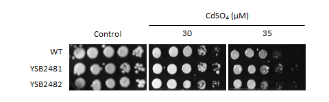 Heavy metal stress phenotype for CNAG_06818T1