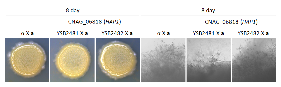 Mating phenotype for CNAG_06818T1