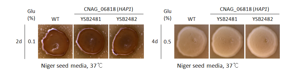 Melanin phenotype for CNAG_06818T1