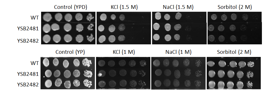 Osmotic stress phenotype for CNAG_06818T1