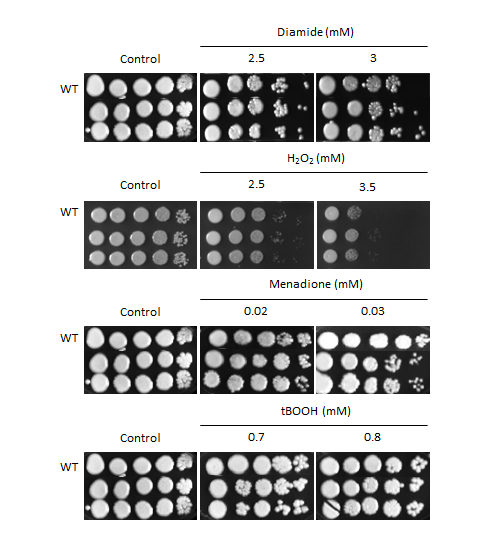 Oxidative stress phenotype for CNAG_06818T1