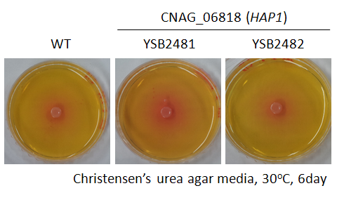 Urease phenotype for CNAG_06818T1