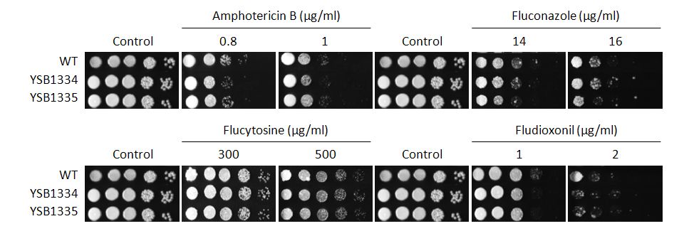 Antifungal drug susceptibility for CNAG_06871T0