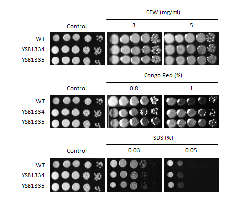 Cell wall stress phenotype for CNAG_06871T0