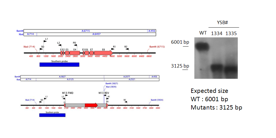 Gene disruption strategy for CNAG_06871T0