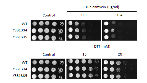 ER stress phenotype for CNAG_06871T0