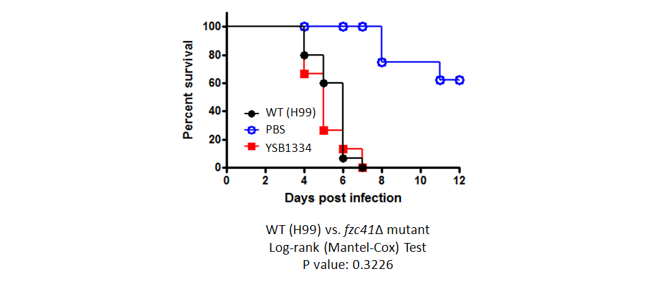 Galleria mellonella virulence data for CNAG_06871T0