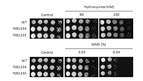 Genotoxic stress phenotype for CNAG_06871T0