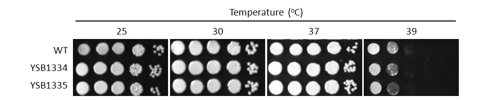 Growth phenotype for CNAG_06871T0