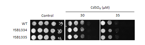 Heavy metal stress phenotype for CNAG_06871T0