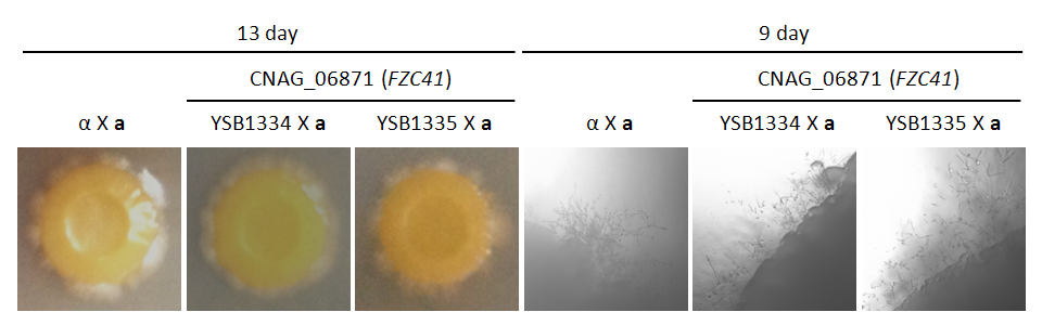 Mating phenotype for CNAG_06871T0