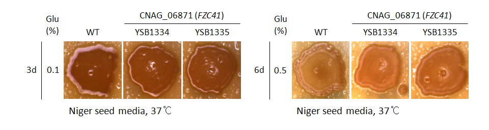 Melanin phenotype for CNAG_06871T0