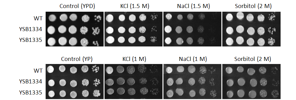 Osmotic stress phenotype for CNAG_06871T0