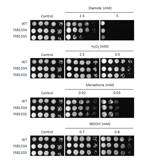Oxidative stress phenotype for CNAG_06871T0