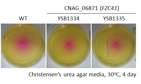 Urease phenotype for CNAG_06871T0
