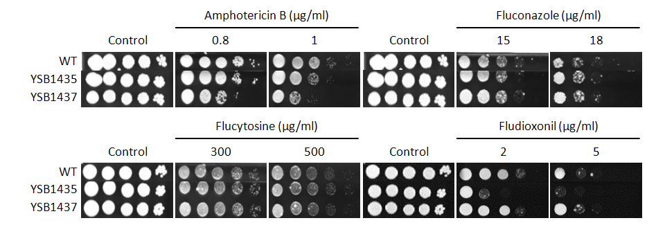 Antifungal drug susceptibility for CNAG_06921T0