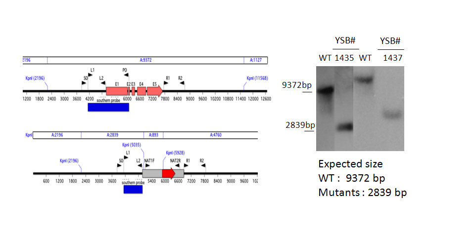 Gene disruption strategy for CNAG_06921T0