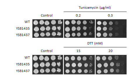 ER stress phenotype for CNAG_06921T0