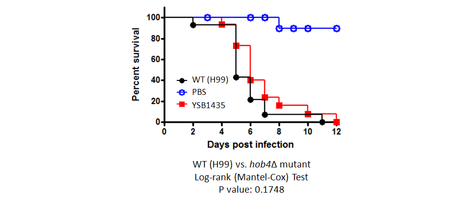 Galleria mellonella virulence data for CNAG_06921T0