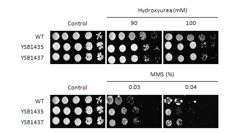 Genotoxic stress phenotype for CNAG_06921T0