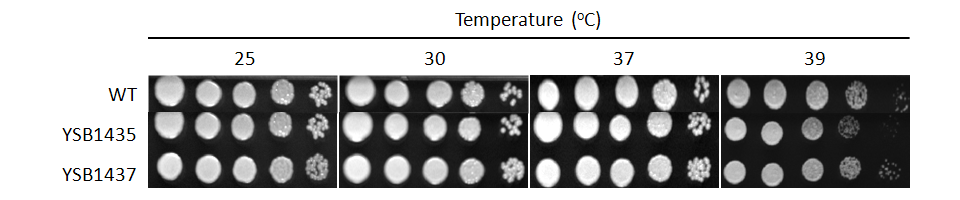 Growth phenotype for CNAG_06921T0