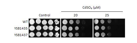 Heavy metal stress phenotype for CNAG_06921T0