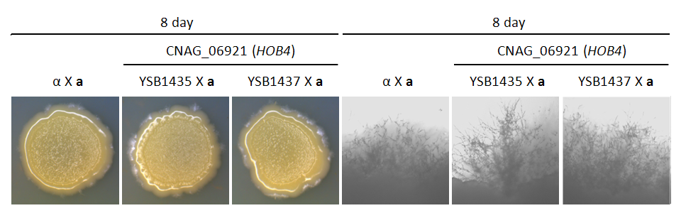 Mating phenotype for CNAG_06921T0