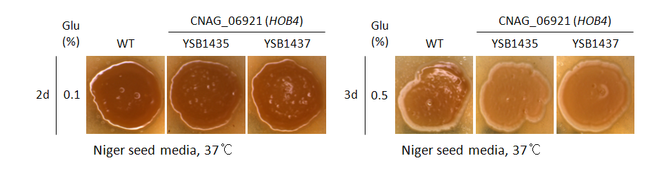 Melanin phenotype for CNAG_06921T0