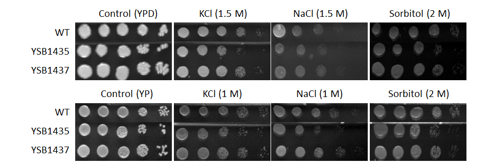 Osmotic stress phenotype for CNAG_06921T0