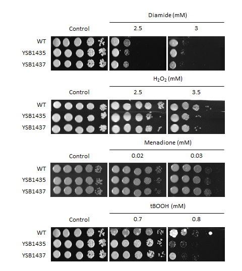 Oxidative stress phenotype for CNAG_06921T0