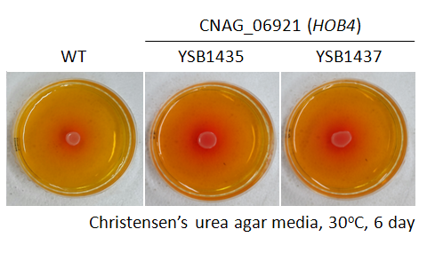 Urease phenotype for CNAG_06921T0
