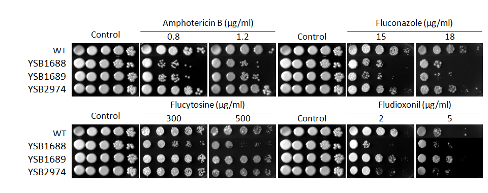Antifungal drug susceptibility for CNAG_07011T1