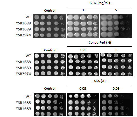 Cell wall stress phenotype for CNAG_07011T1