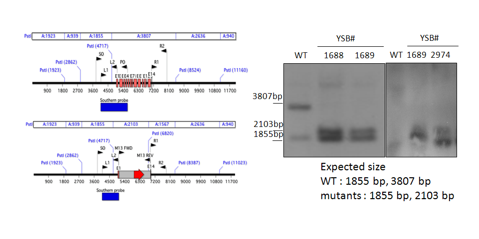 Gene disruption strategy for CNAG_07011T1