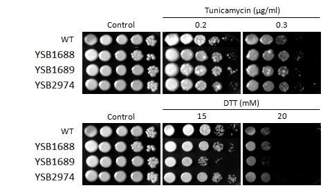 ER stress phenotype for CNAG_07011T1