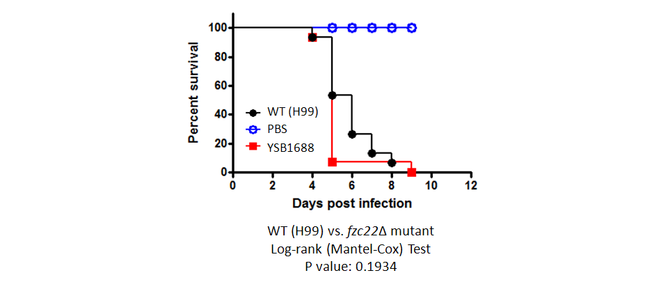 Galleria mellonella virulence data for CNAG_07011T1