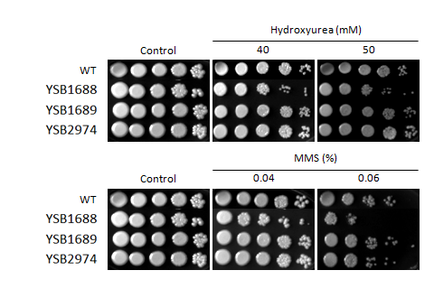 Genotoxic stress phenotype for CNAG_07011T1