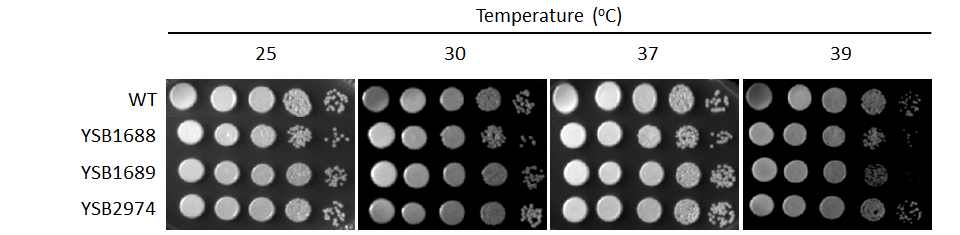 Growth phenotype for CNAG_07011T1