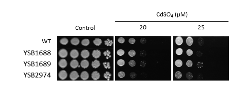Heavy metal stress phenotype for CNAG_07011T1