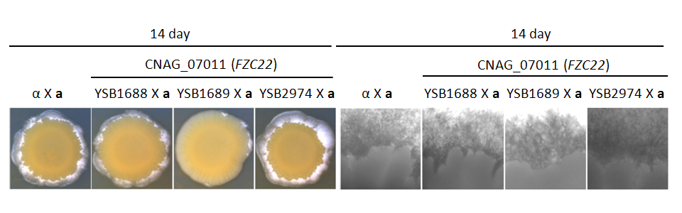 Mating phenotype for CNAG_07011T1