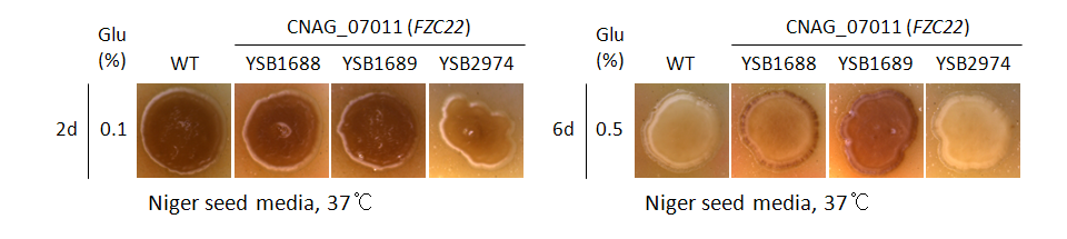Melanin phenotype for CNAG_07011T1
