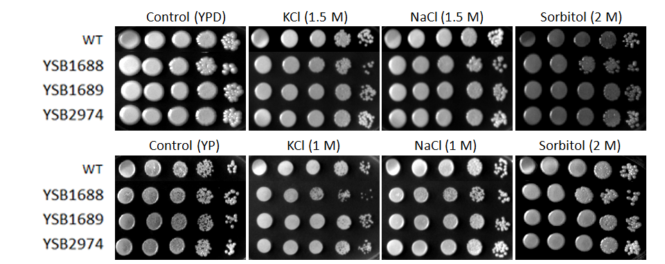 Osmotic stress phenotype for CNAG_07011T1