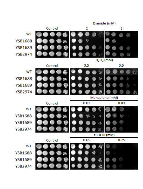 Oxidative stress phenotype for CNAG_07011T1
