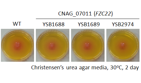 Urease phenotype for CNAG_07011T1