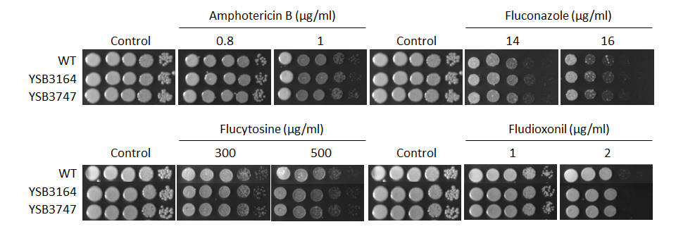 Antifungal drug susceptibility for CNAG_07411T0